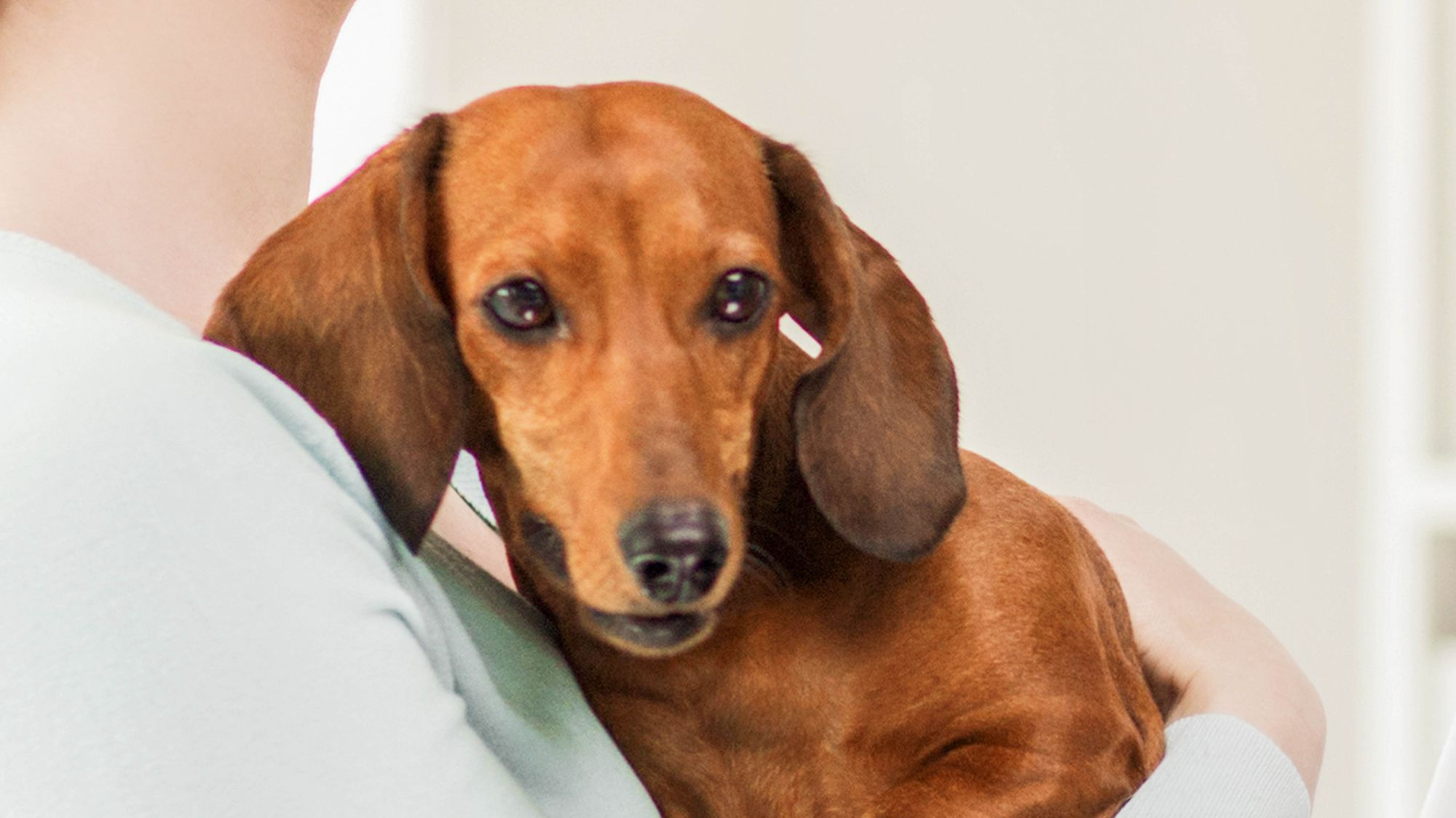 Dachshund being held 