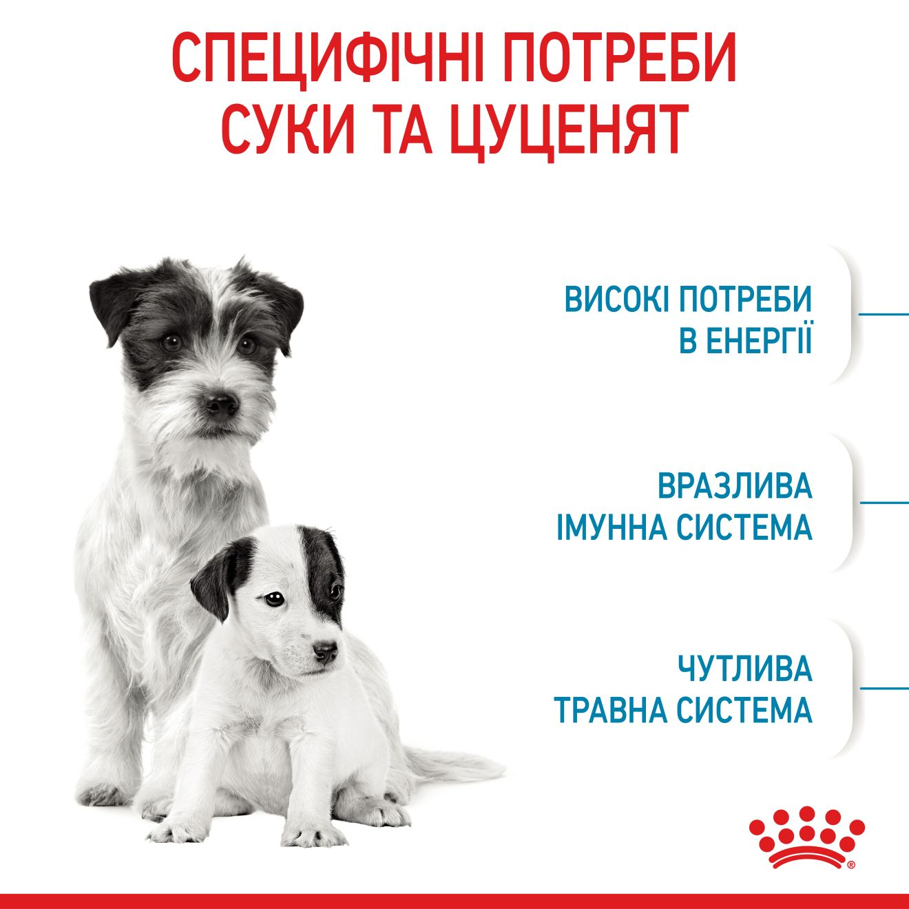 Starter Mother & Babydog - Mini