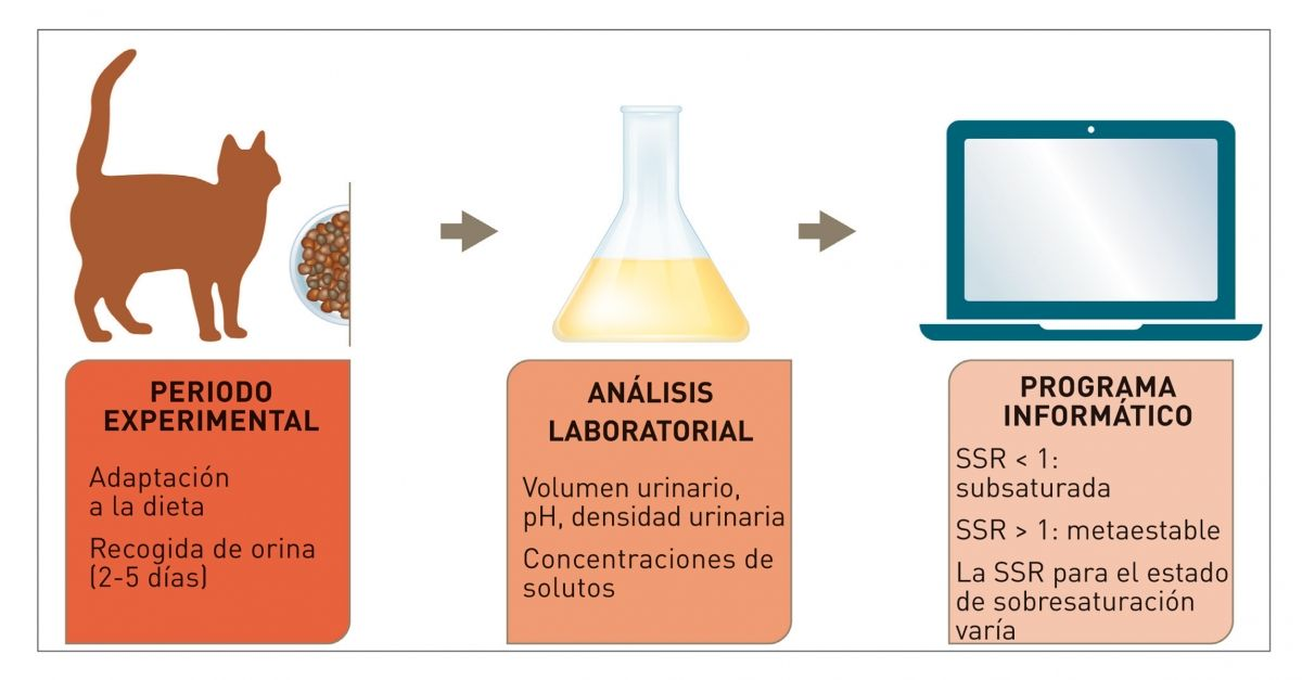 Figura 1. Determinación de la sobresaturación relativa (SSR) para un cristal determinado en condiciones experimentales. © Cecilia Villaverde/Redrawn by Sandrine Fontègne