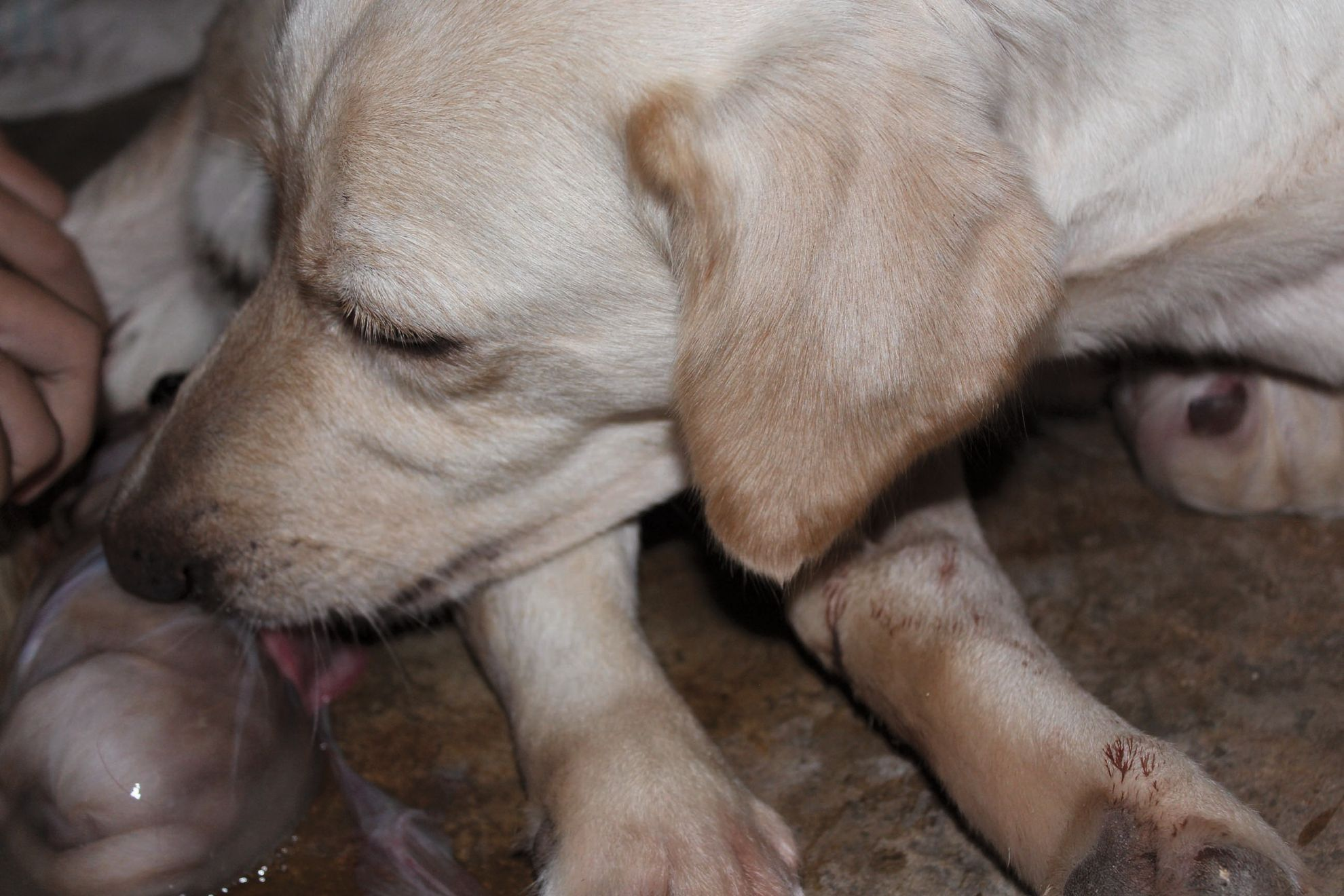 Stage two parturition