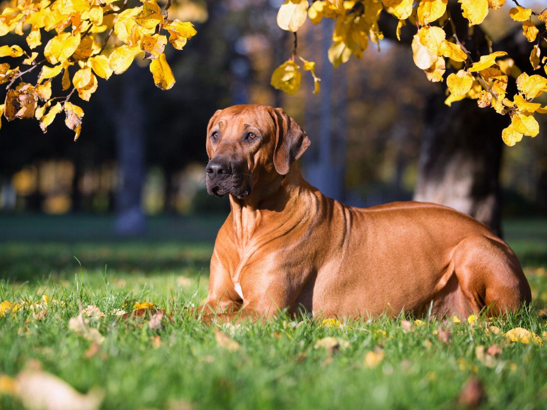 rhodesian-ridgeback-dog