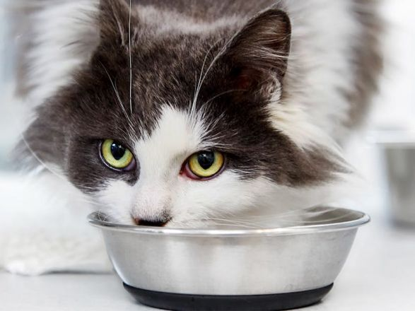 chat noir et blanc mangeant dans une gamelle en métal
