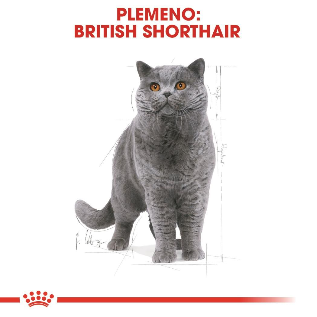 BRITISH SHORTHAIR Adult