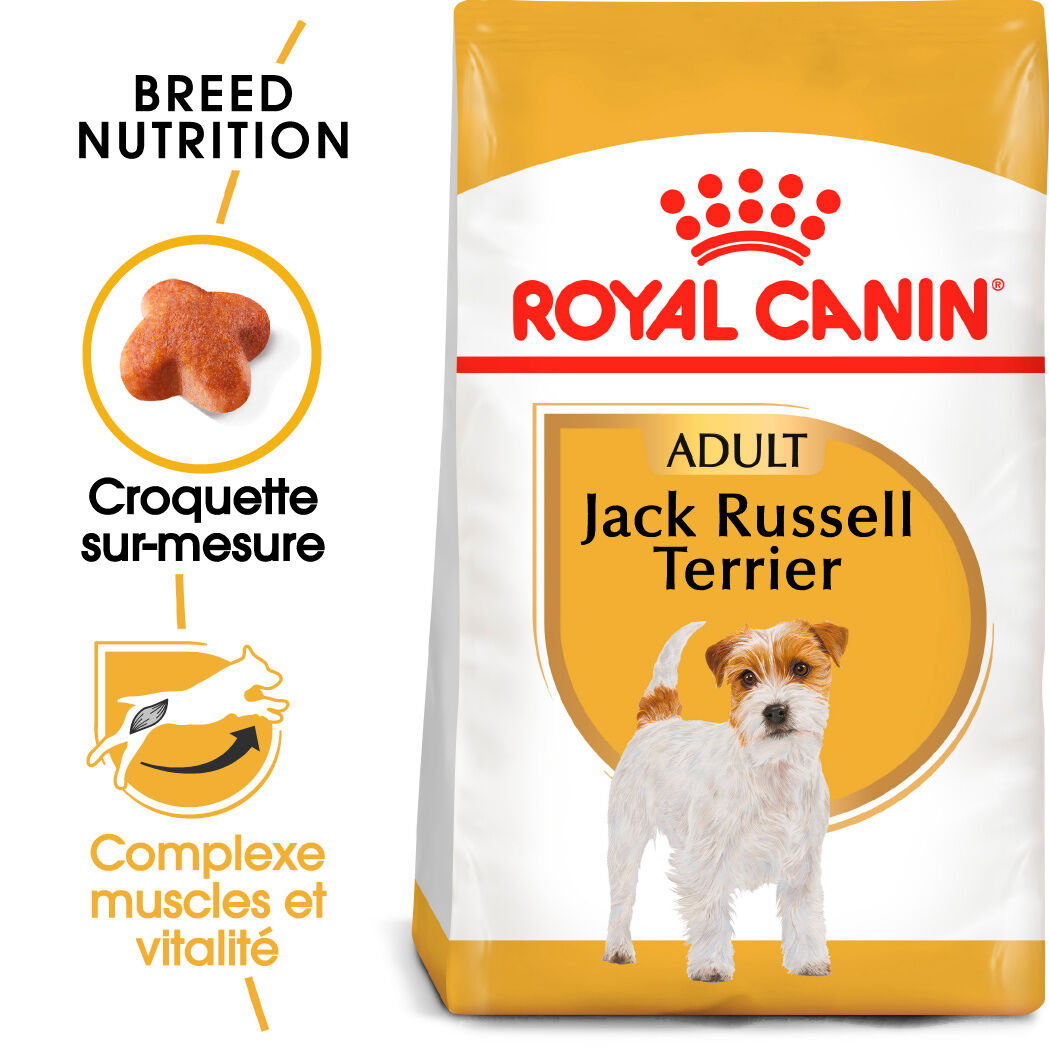 Jack Russell Terrier Adult