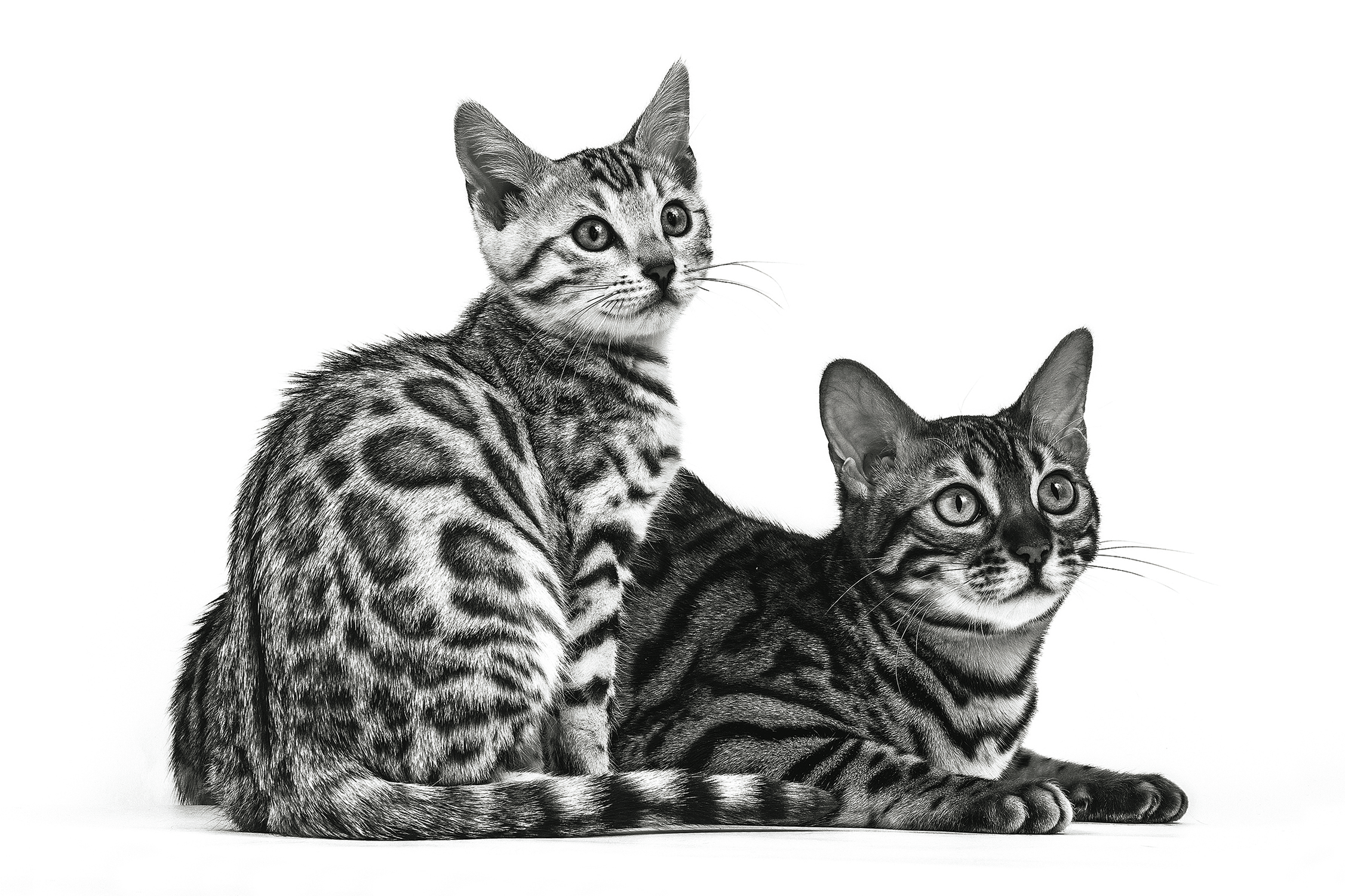 Bengal kitten and adult sitting in black and white on a white background