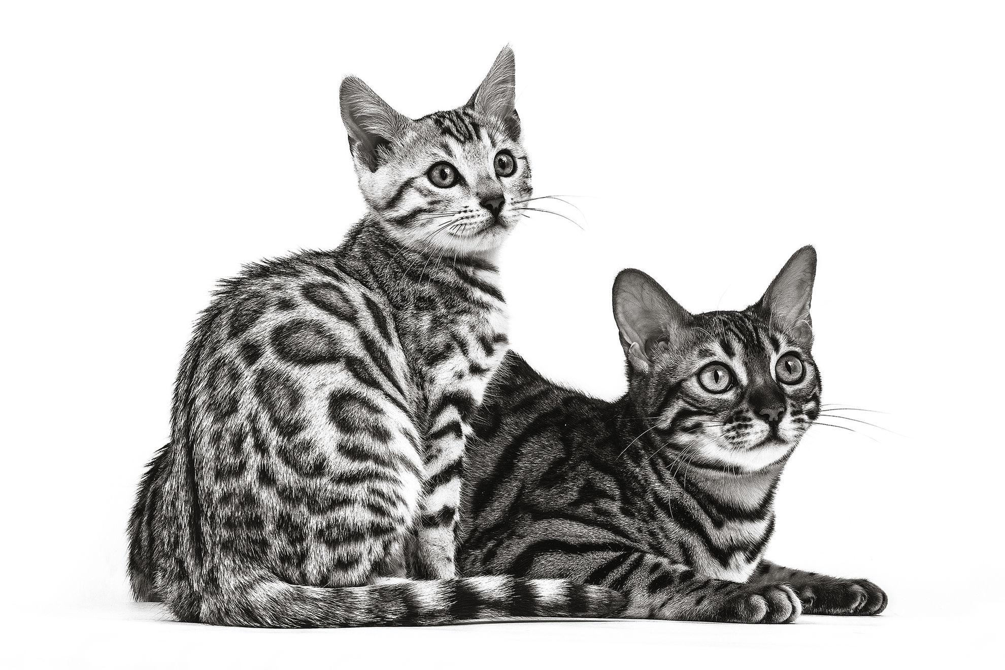 Bengal kitten and adult sitting in black and white on a white background