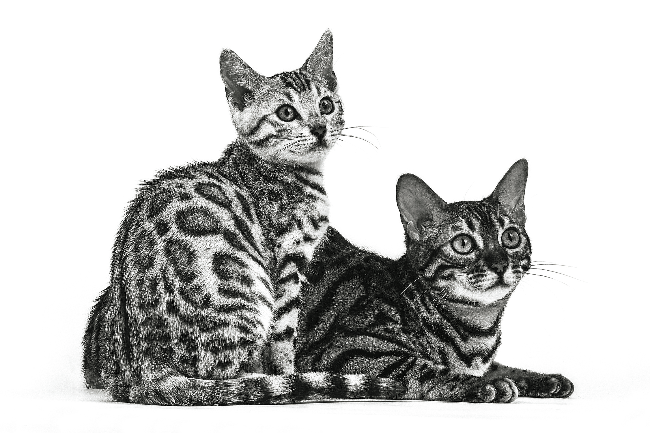 Black and white Bengal adult cat with kitten