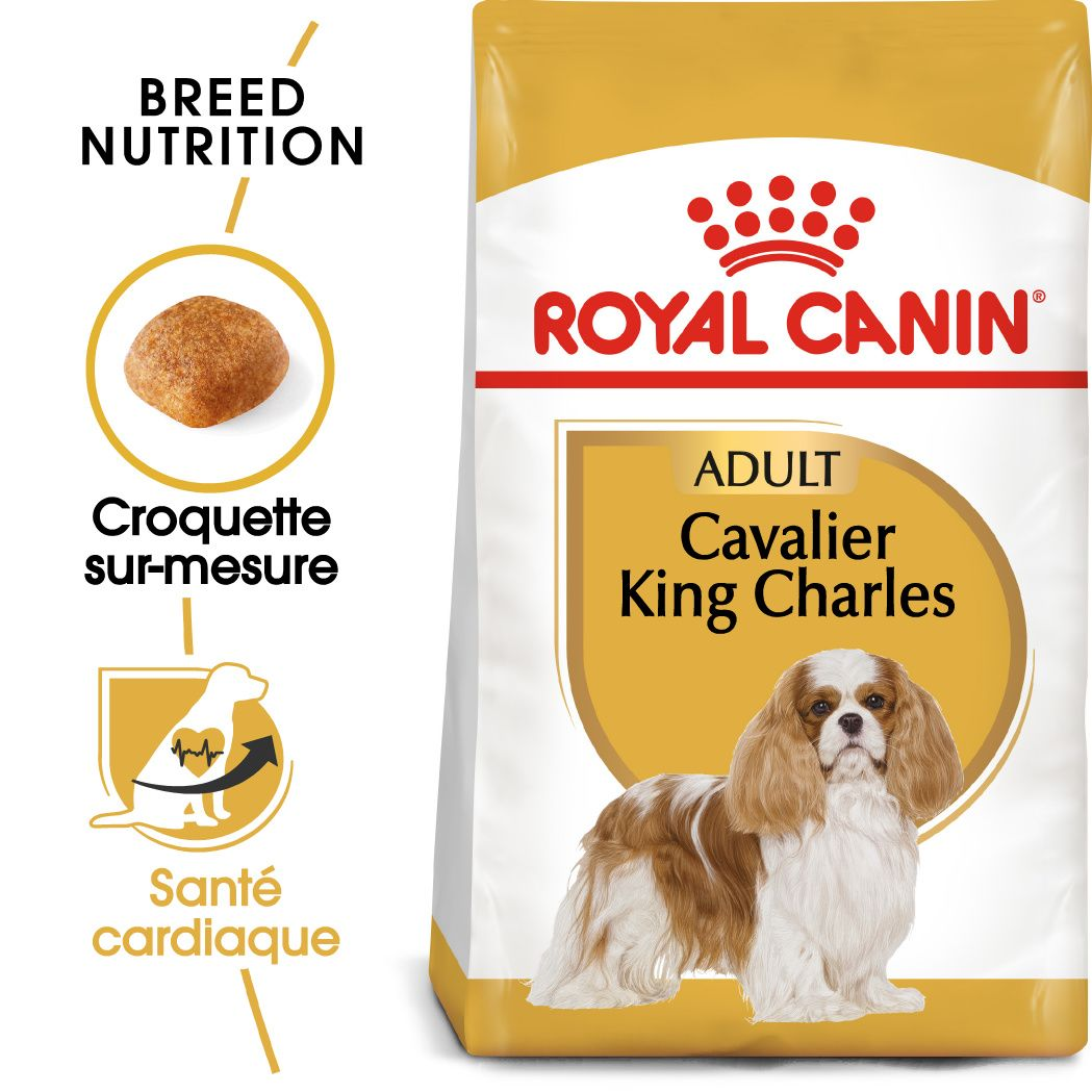 Cavalier King Charles Adulte