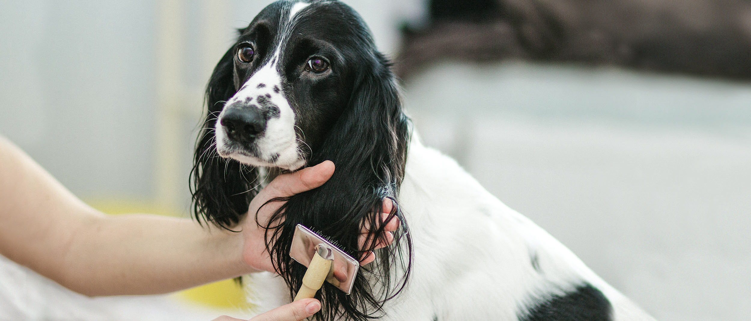 Adult English Cocker Spaniel sitting indoors while a woman grooms its ears.