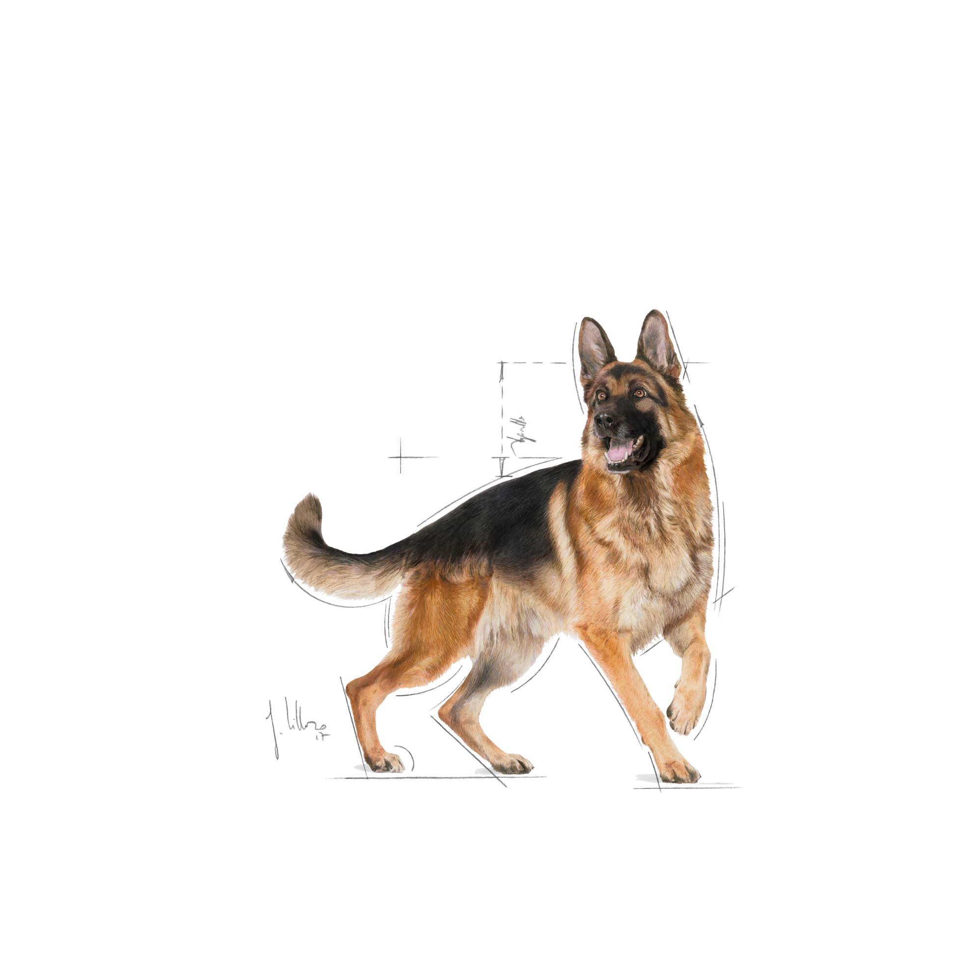 German Shepherd Adult