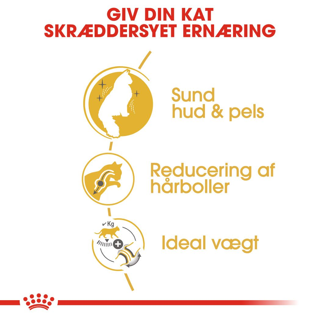 Norwegian Forest Cat Adult