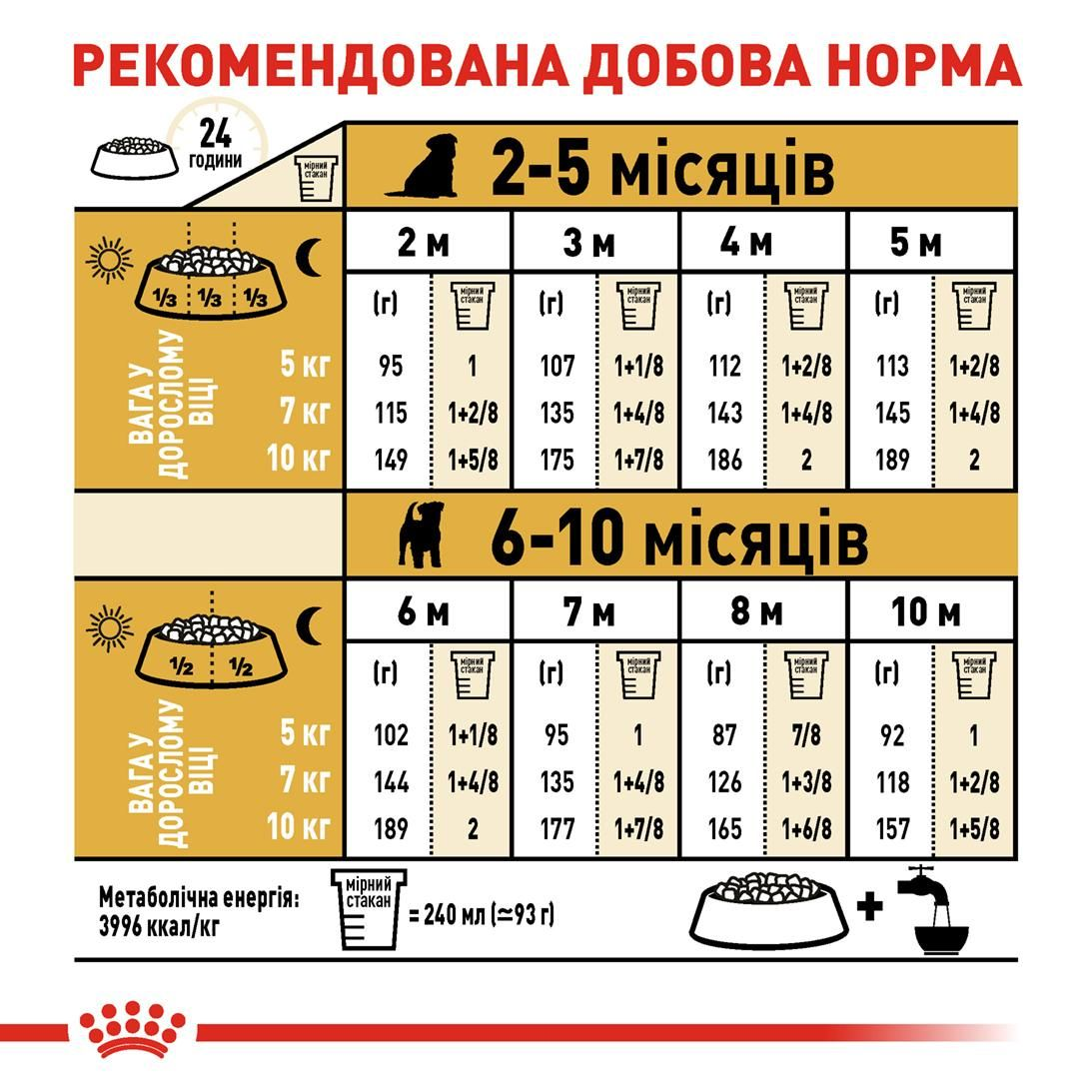 Jack Russell Terrier Puppy