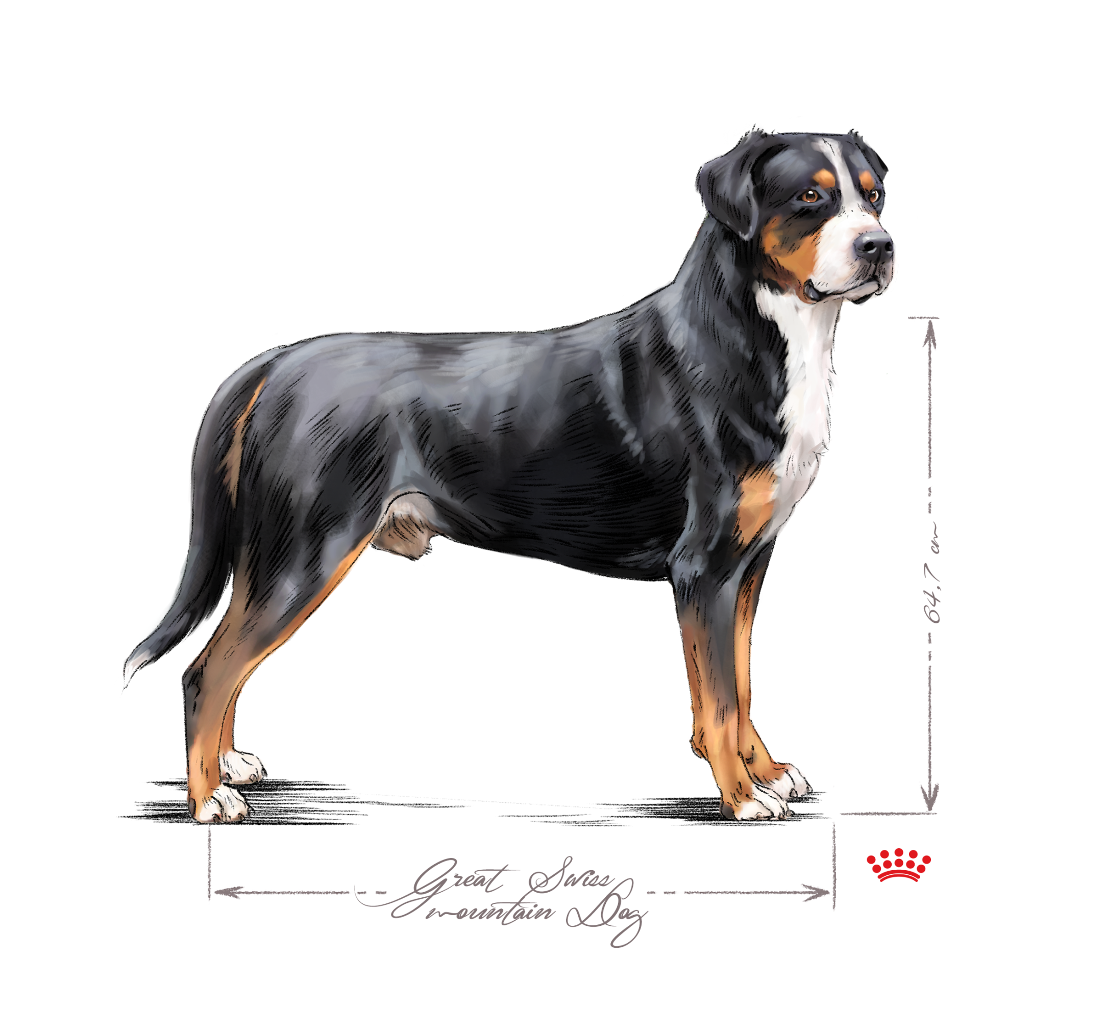 Great swiss mountain dog adult black and white