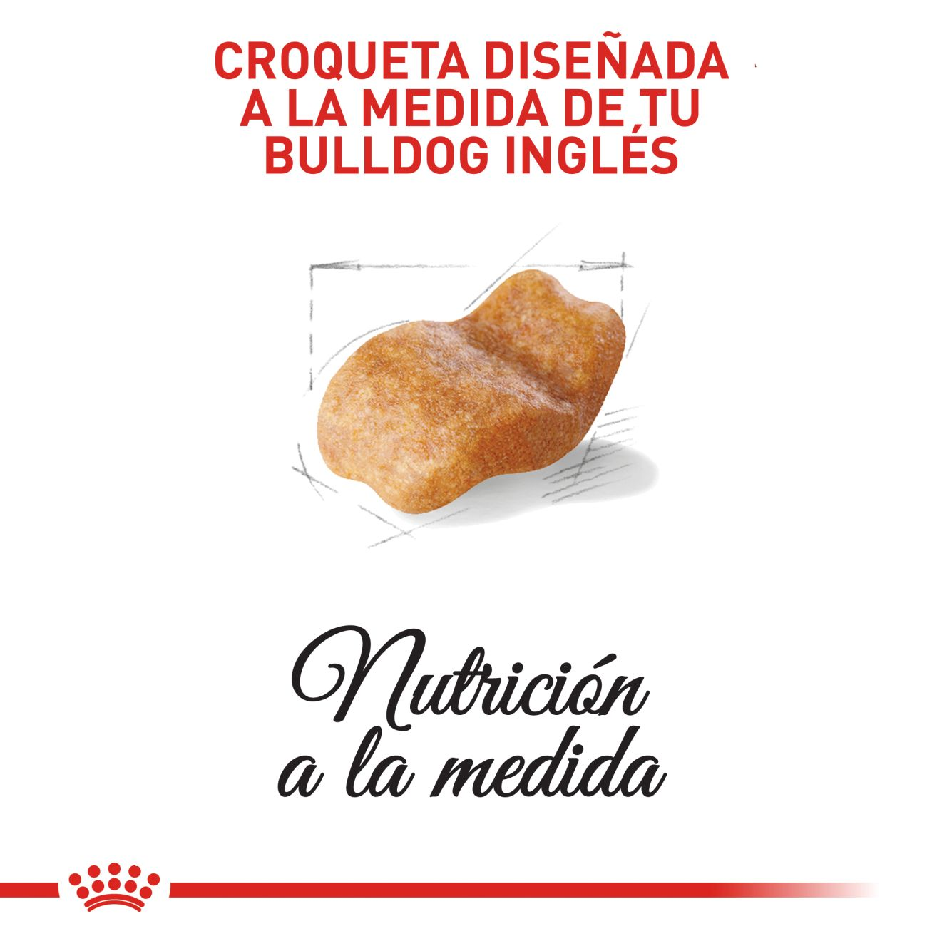 Bulldog Inglés Adulto