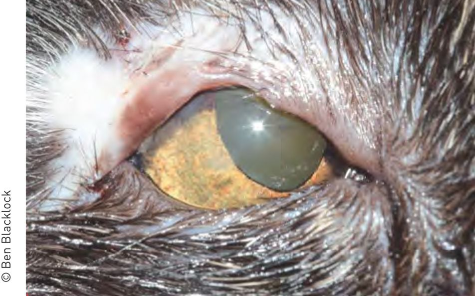 Figura 2. O mesmo gato da Figura 1 após correção cirúrgica, utilizando uma comissura labial para