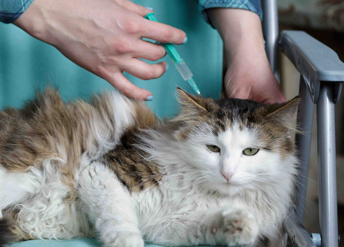 Les chats âgés peuvent avoir des besoins alimentaires particuliers