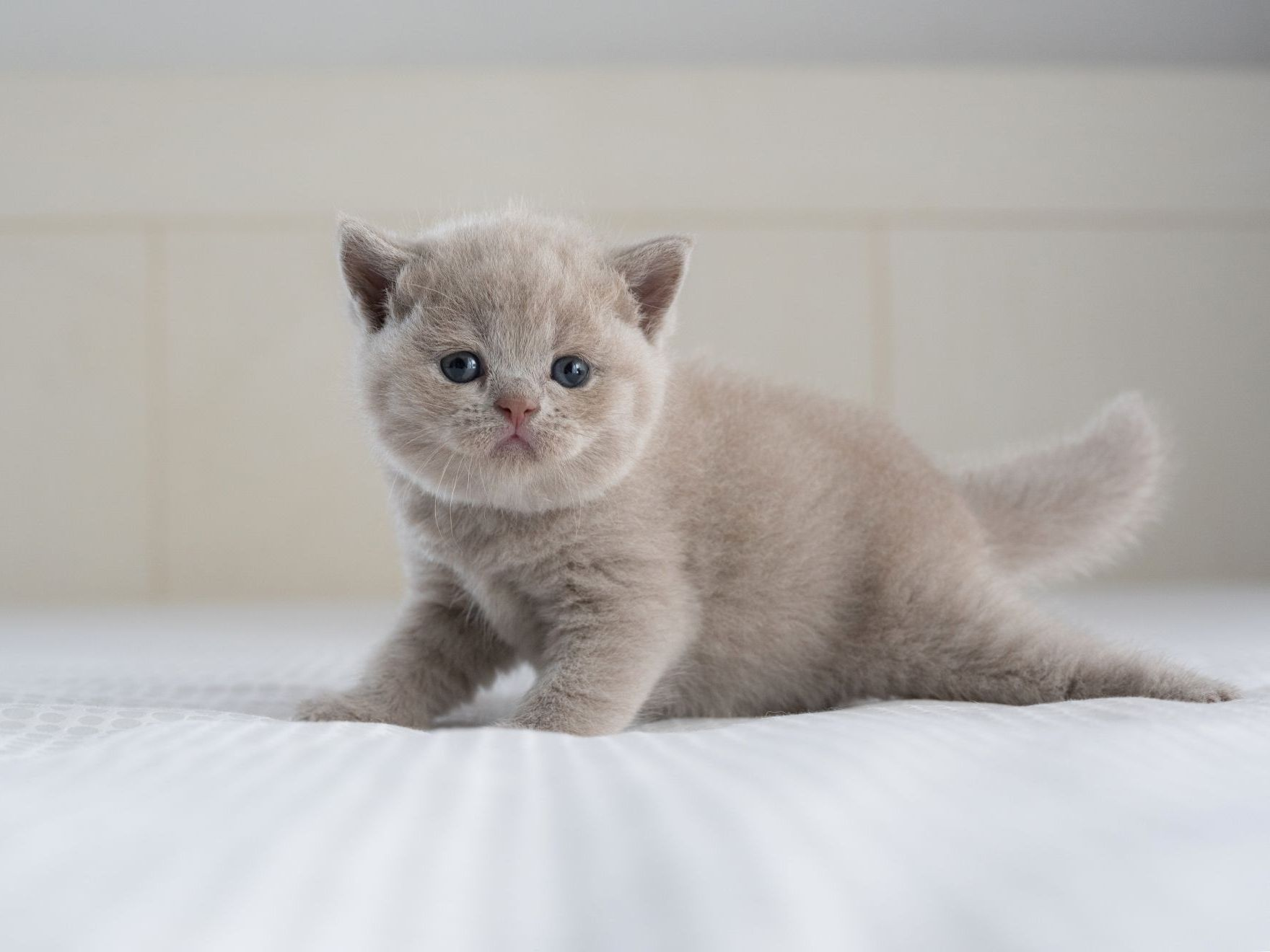 Chaton british shorthair apprenant à marcher sur un lit moelleux avec un couvre-lit blanc.
