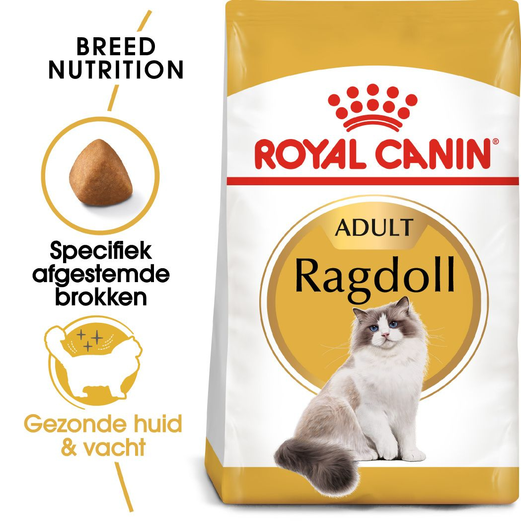 Ragdoll Adult