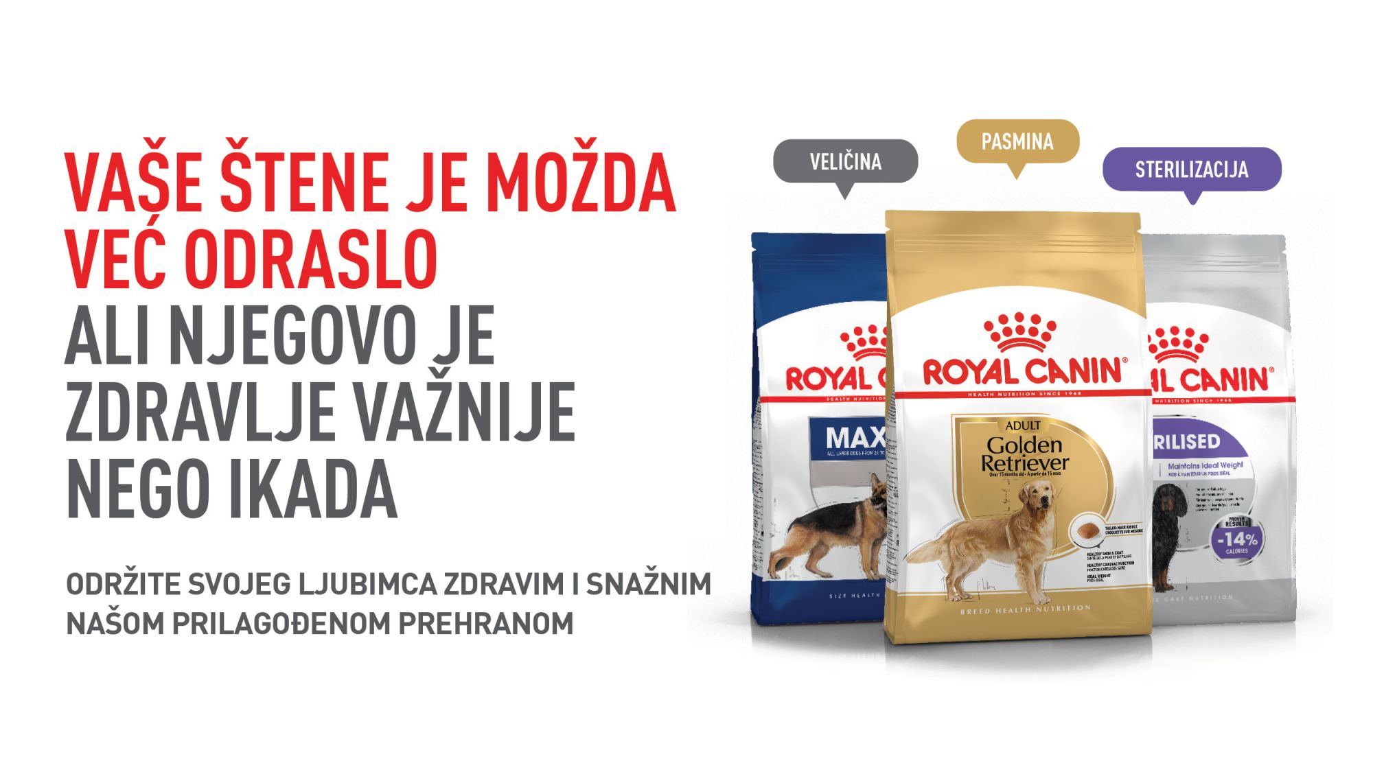 English Cocker Spaniel eating from a bowl indoors