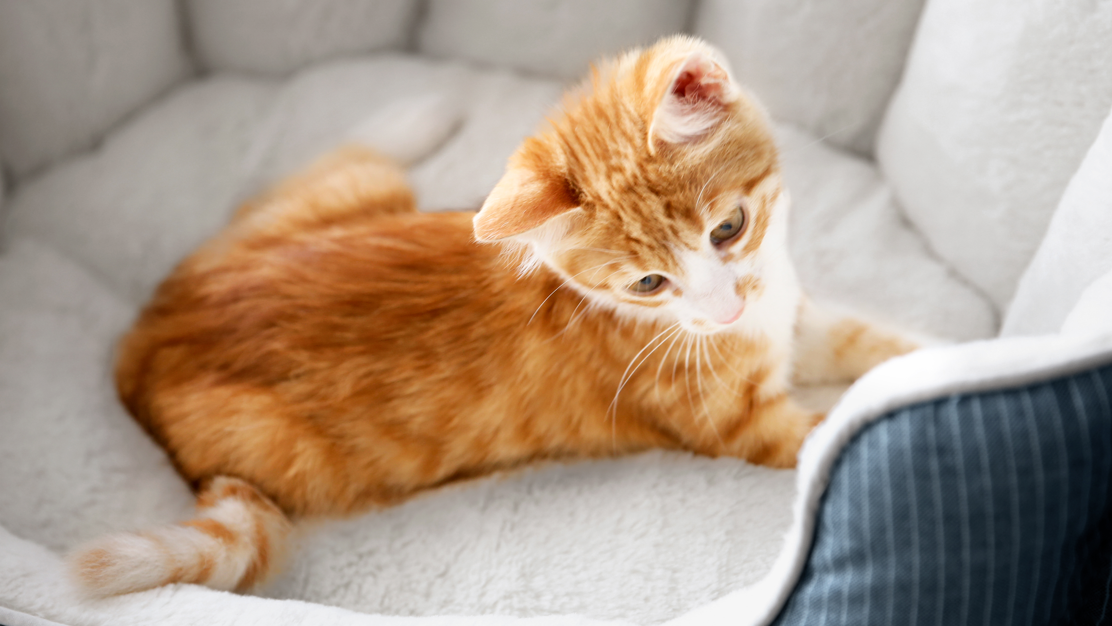Kitten sitting in a cat bed