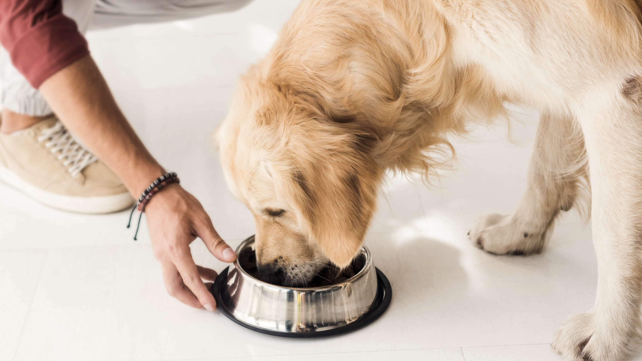 Golden Retriever adult eating from a silver bowl.