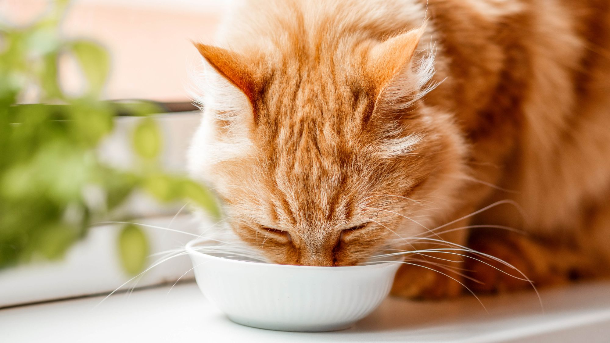 Cat eating from bowl