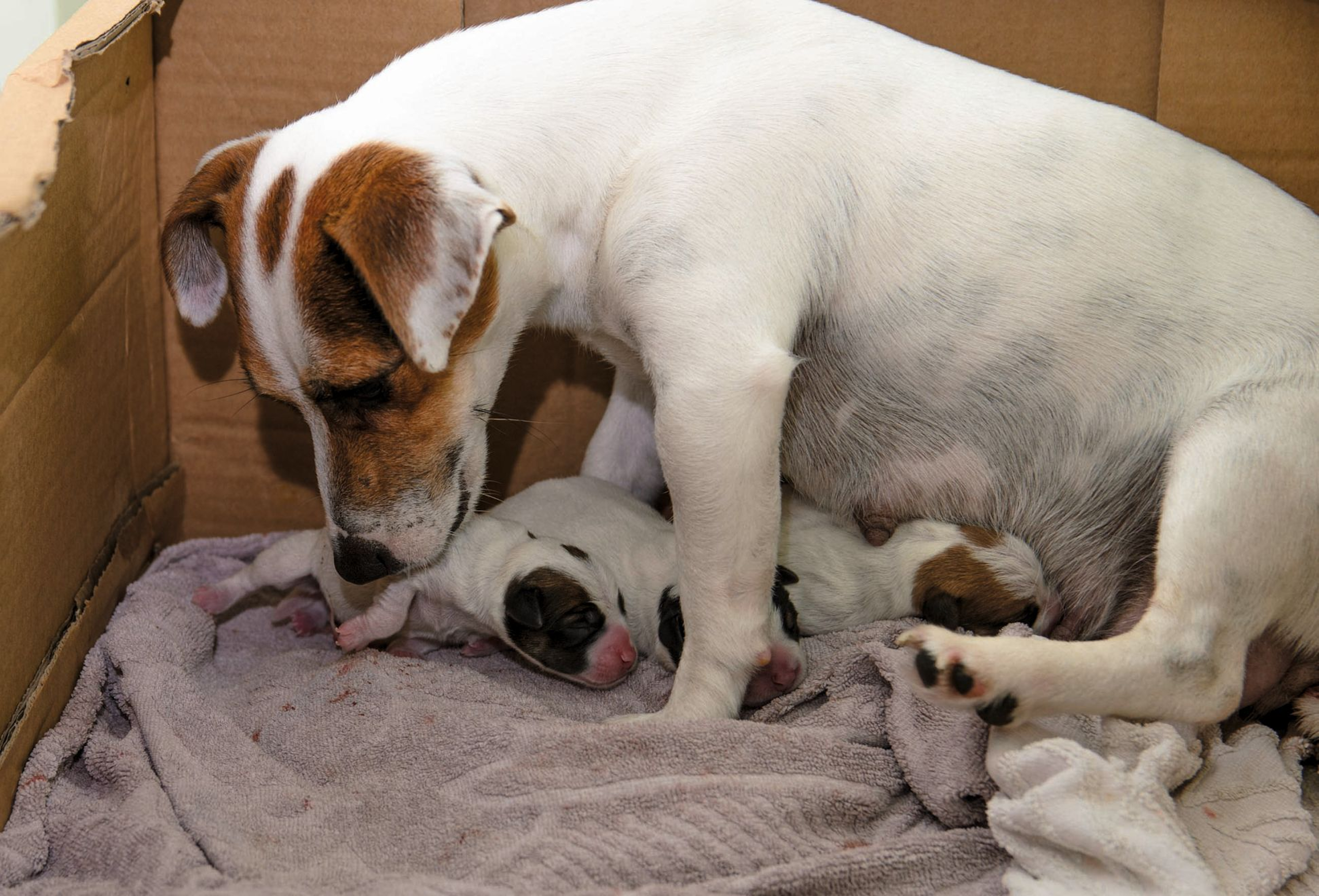 A bitch will remain with her puppies almost constantly in the first few days postpartum