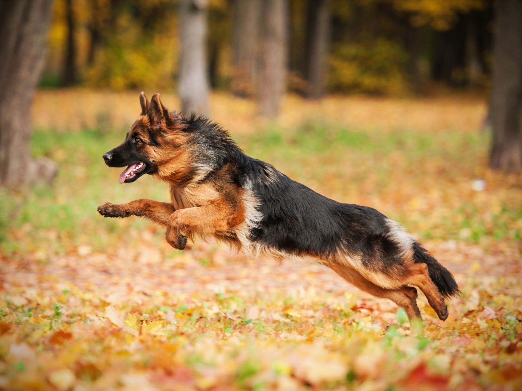 Chien de berger allemand jouant en automne