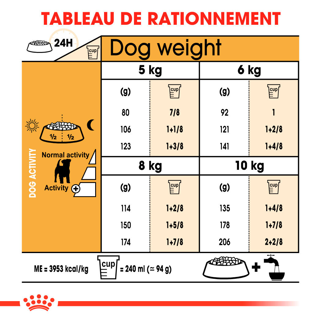 Jack Russell Terrier Adult