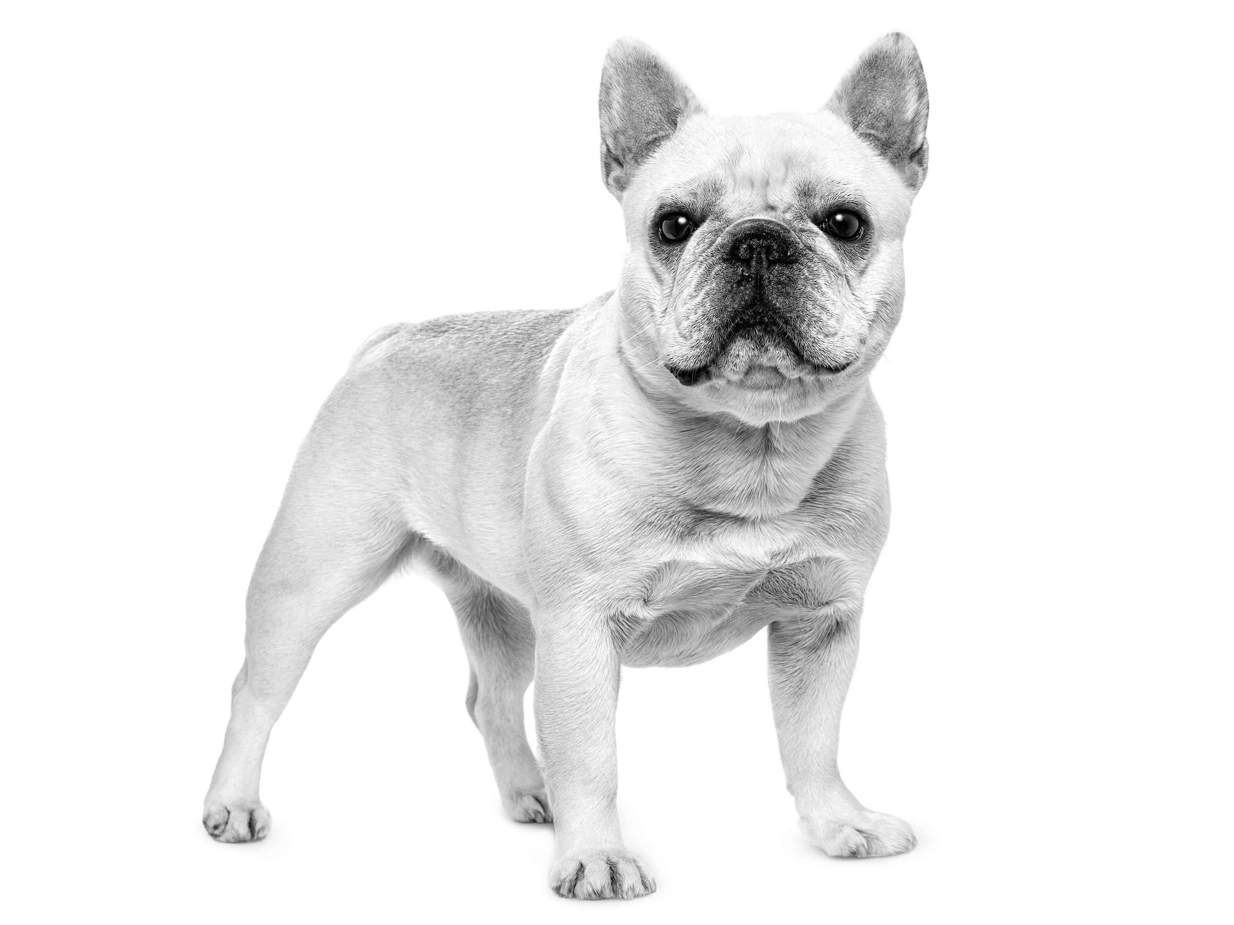 Adorable French Bulldog Black And White