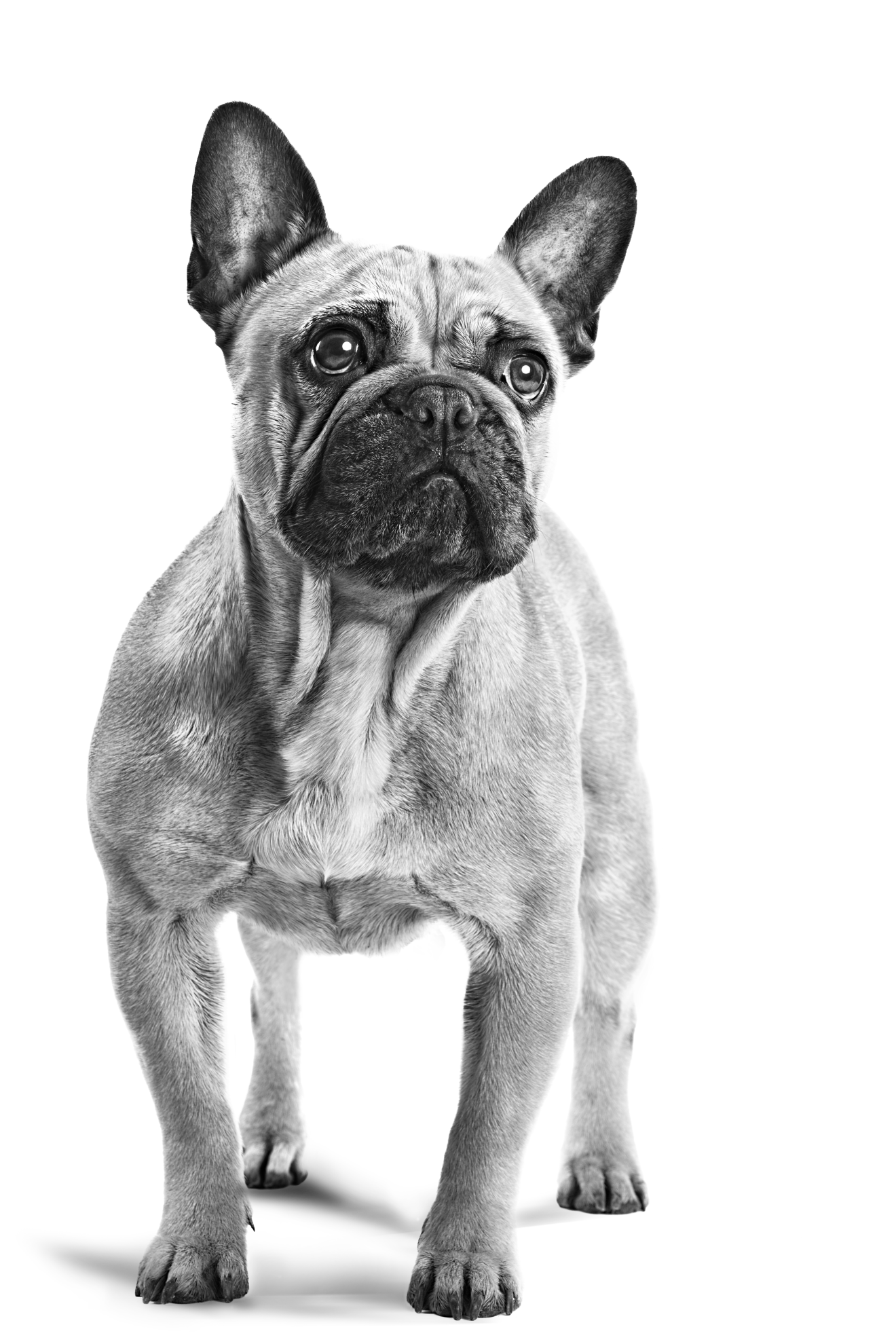 French Bulldog adult in black and white