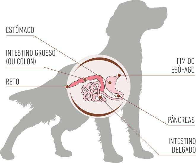 Gastrointestinal Royal Canin Brazil