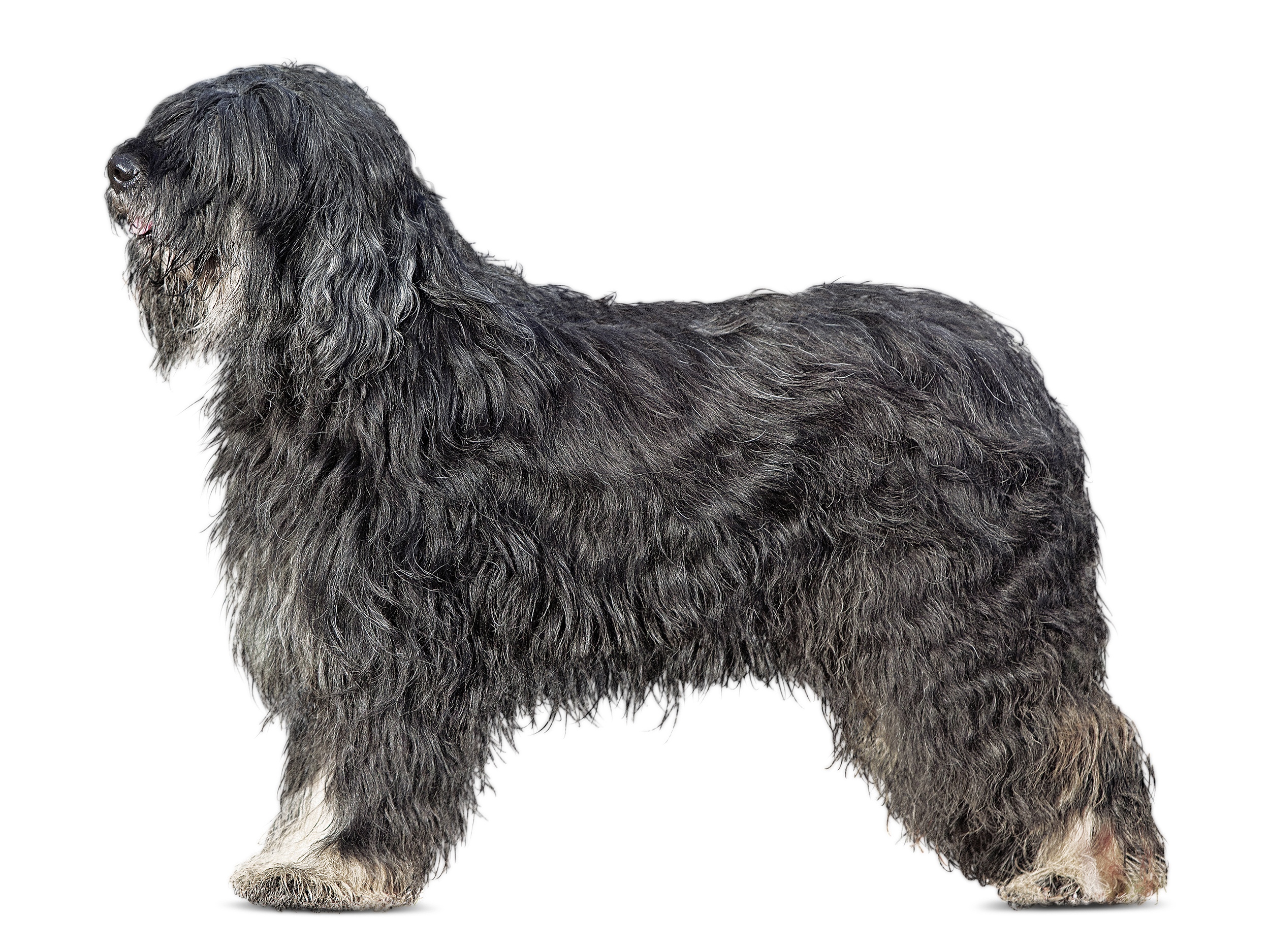 Portuguese Sheepdog adult black and white