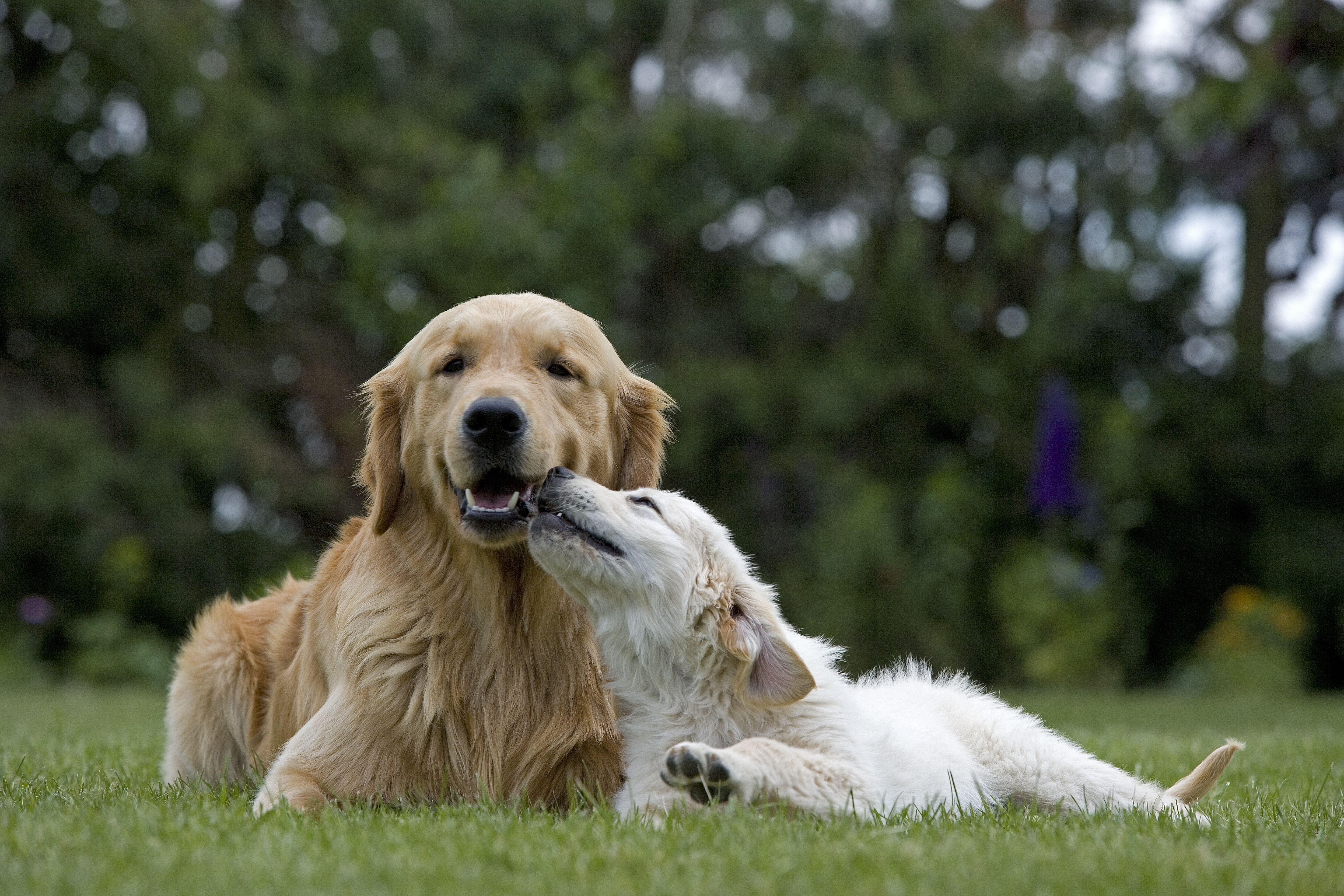 Puppy and adult Golden Retrievers lying down outdoors in grass