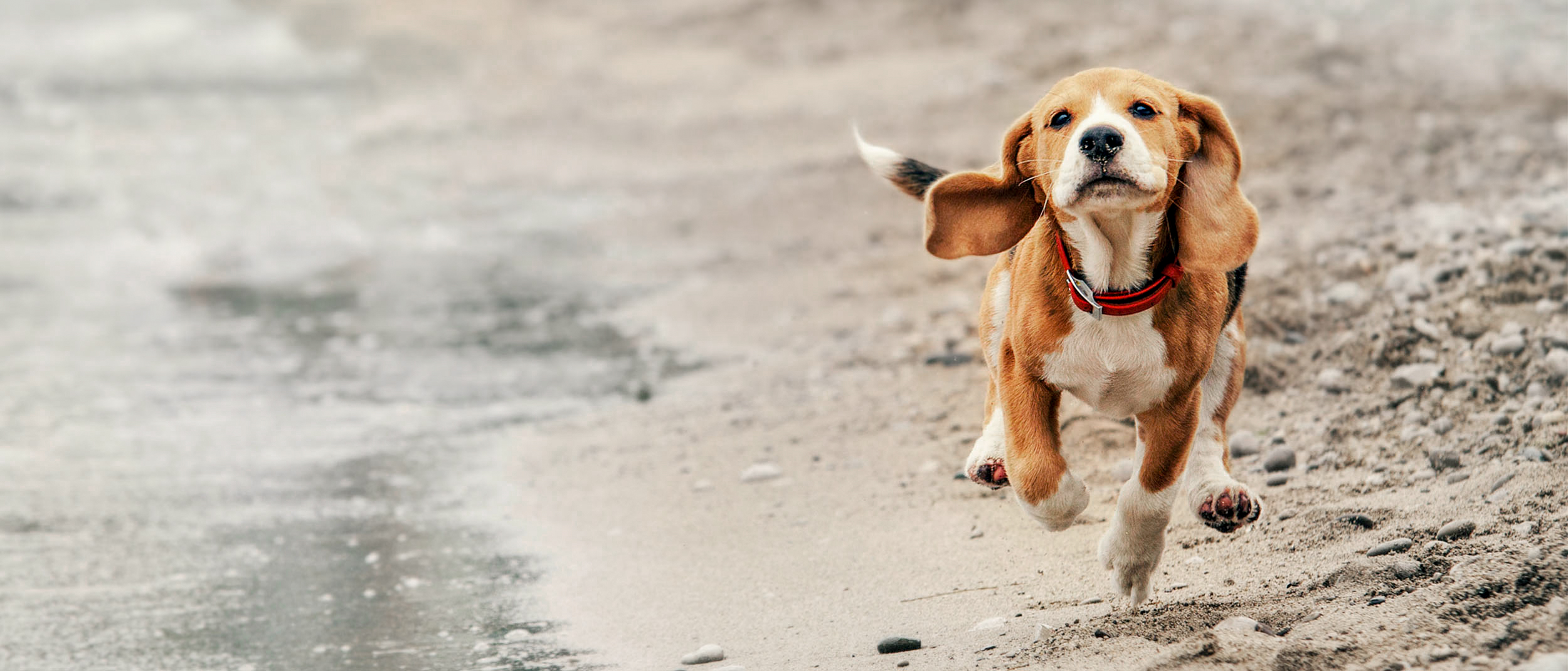 Puppy Beagle running on a sandy beach.