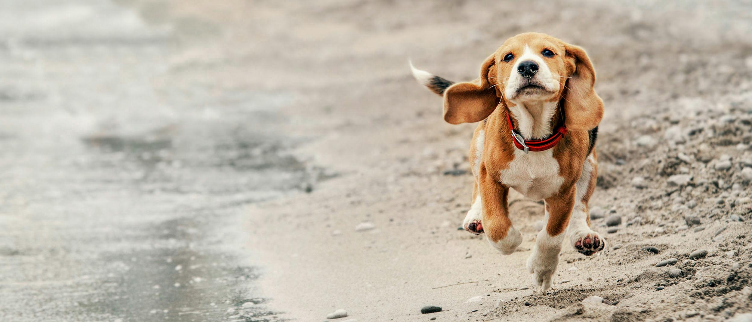 飼い主がしっておくべき愛犬のお世話方法 ロイヤルカナン