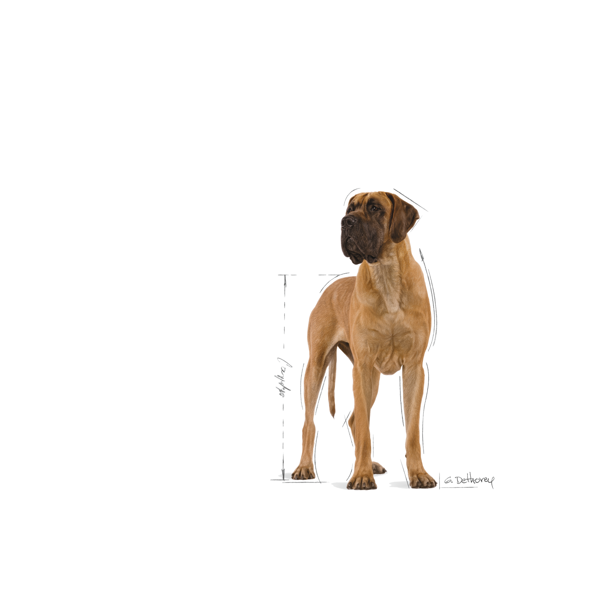 Royal canin hotsell great dane food