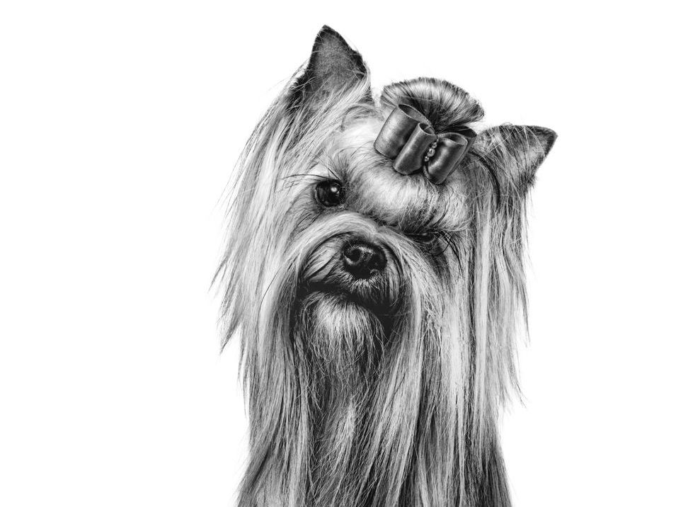 Yorkshire terrier, der ser på kameraet, i sort-hvid