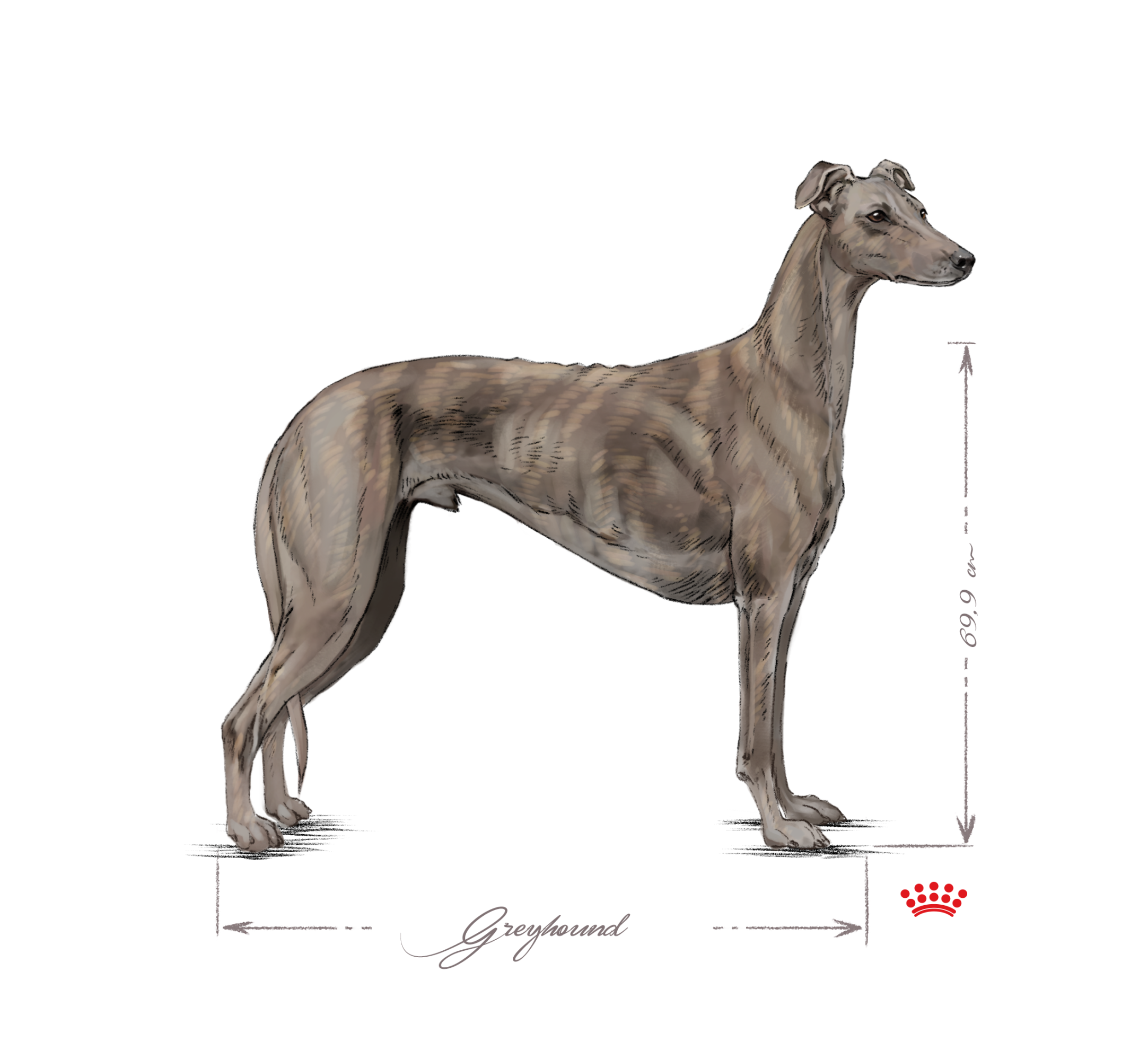 Vuxen Greyhound som står i svartvitt