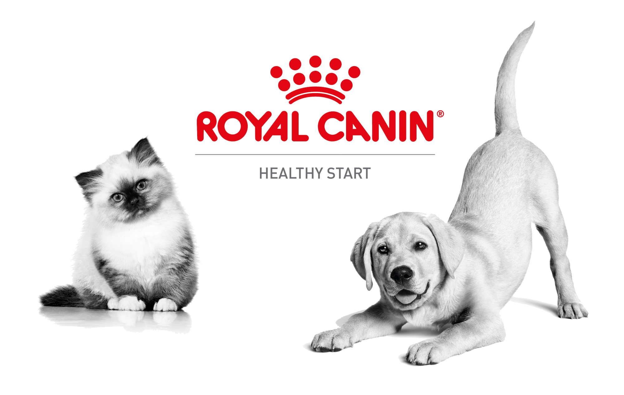 Royal canin hot sale husky puppy