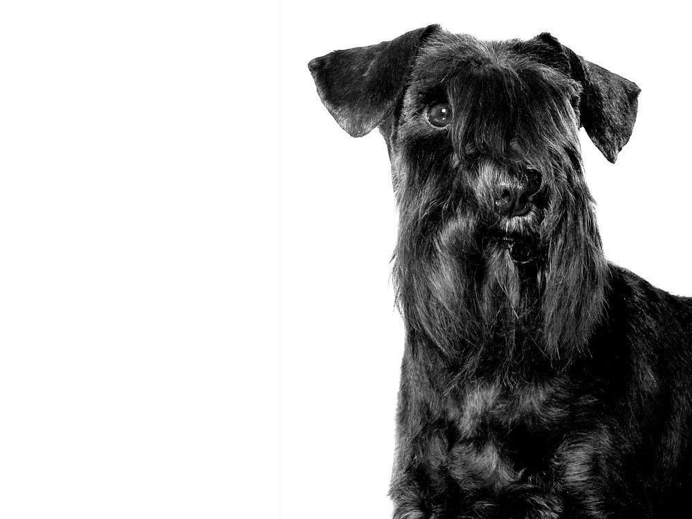 Portrait en noir et blanc d'un schnauzer nain