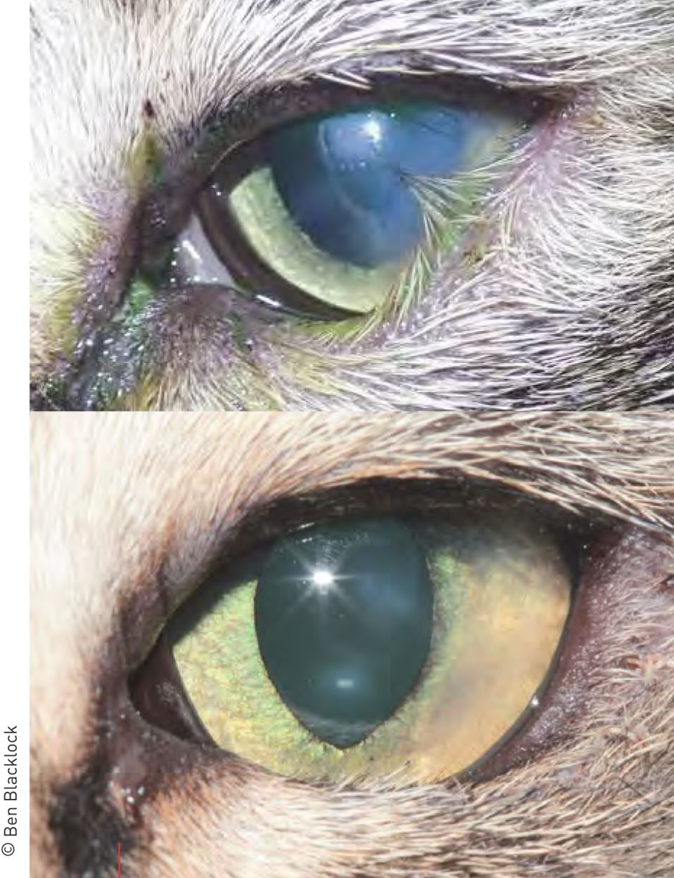 Distúrbios oftalmológicos em gatos filhotes e adultos