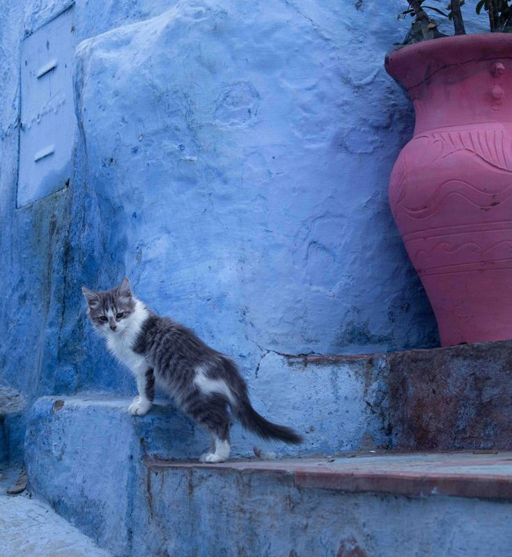 Une étude a montré que les chats arthrosiques qui reçoivent un supplément d’huile de poisson présentent un niveau d’activité spontanée plus élevé 