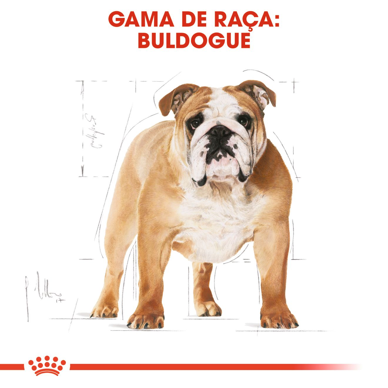 Bulldog Adult