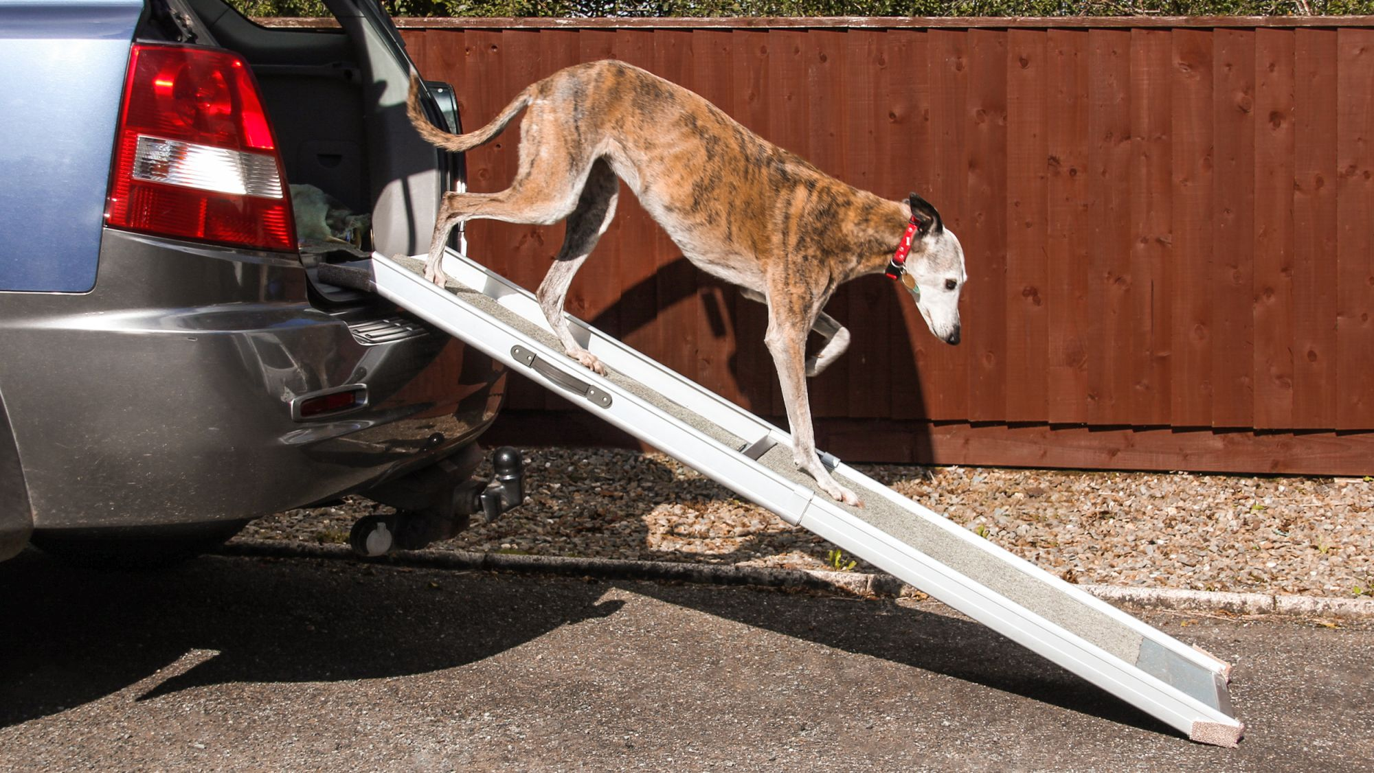 Greyhound adult walking down a dog friendly ramp out of a car.