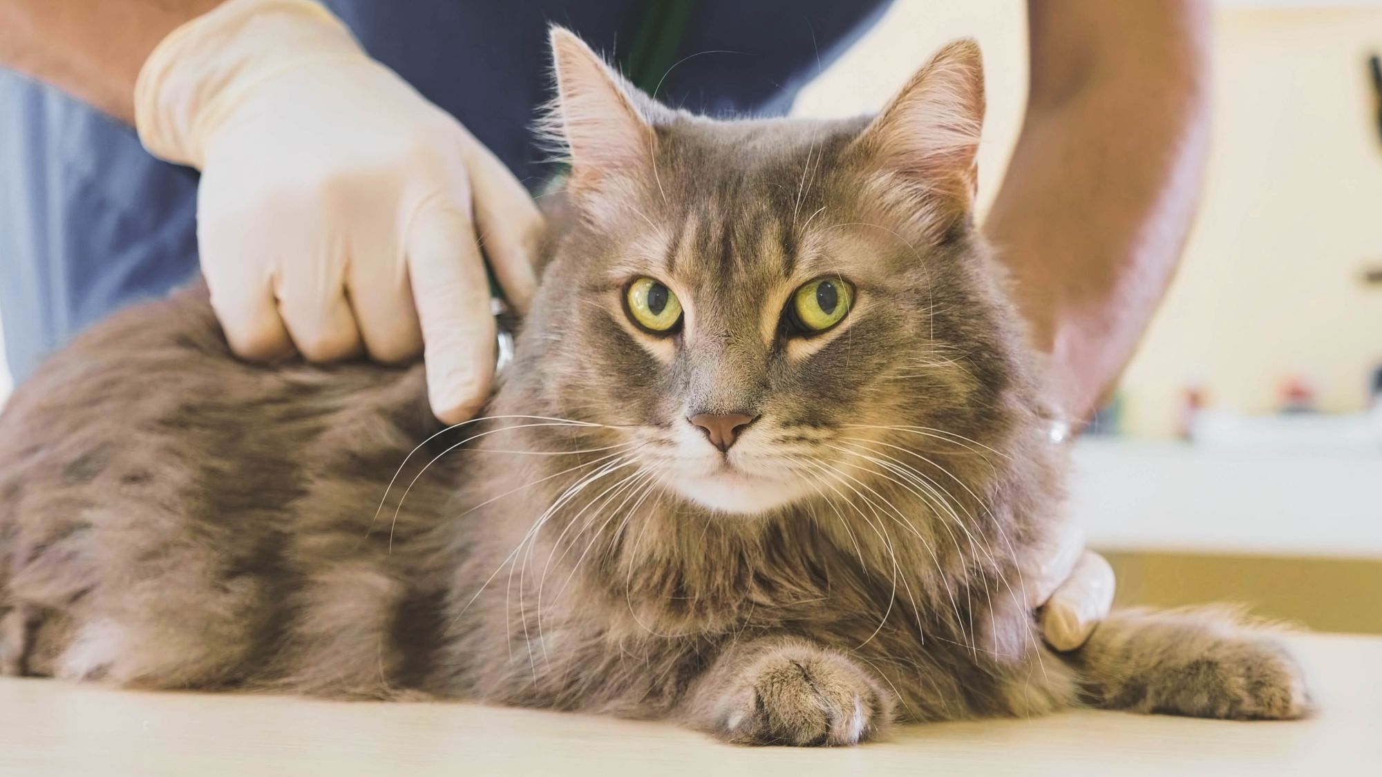 Cat at a vet check up