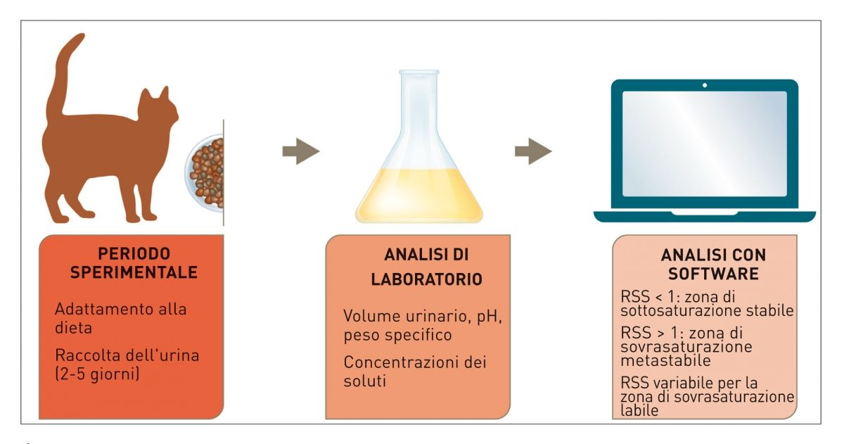 Figura 1. Determinazione della sovrasaturazione relativa (RSS) per un dato cristallo in condizioni sperimentali. © Cecilia Villaverde/Redrawn by Sandrine Fontègne