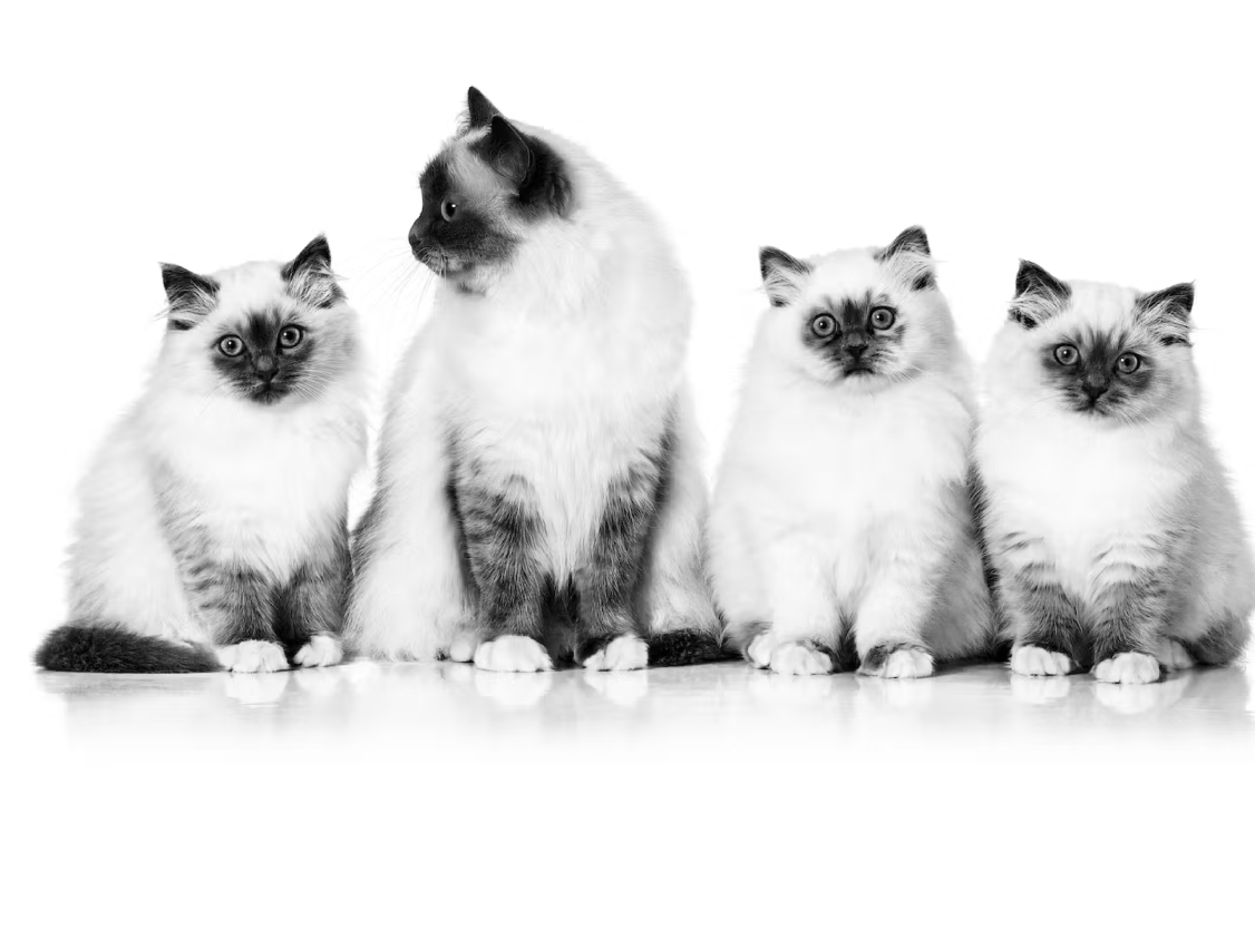 chats sacrés de birmanie en noir et blanc
