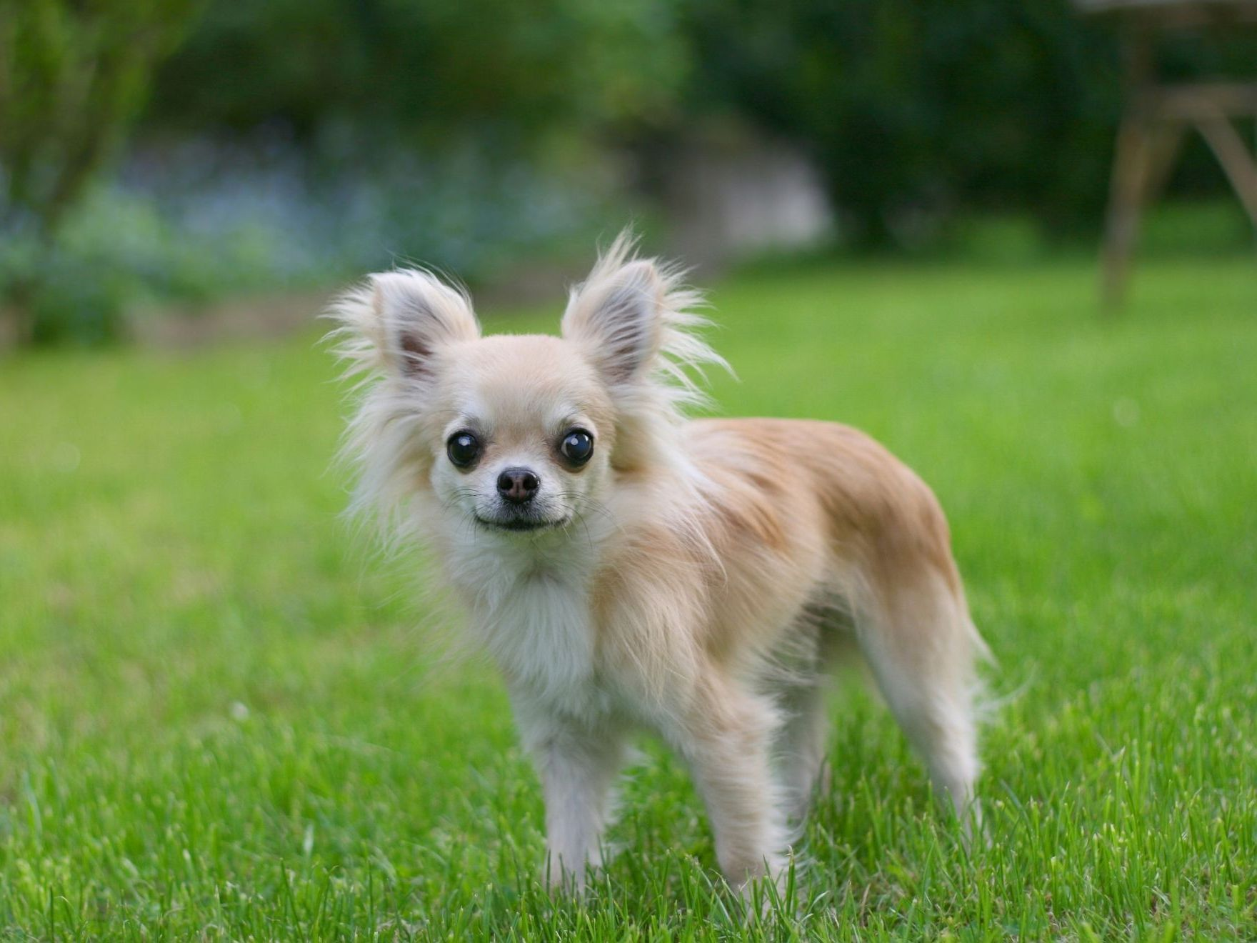 Portrait d'un chihuahua à poil long, debout dans un jardin