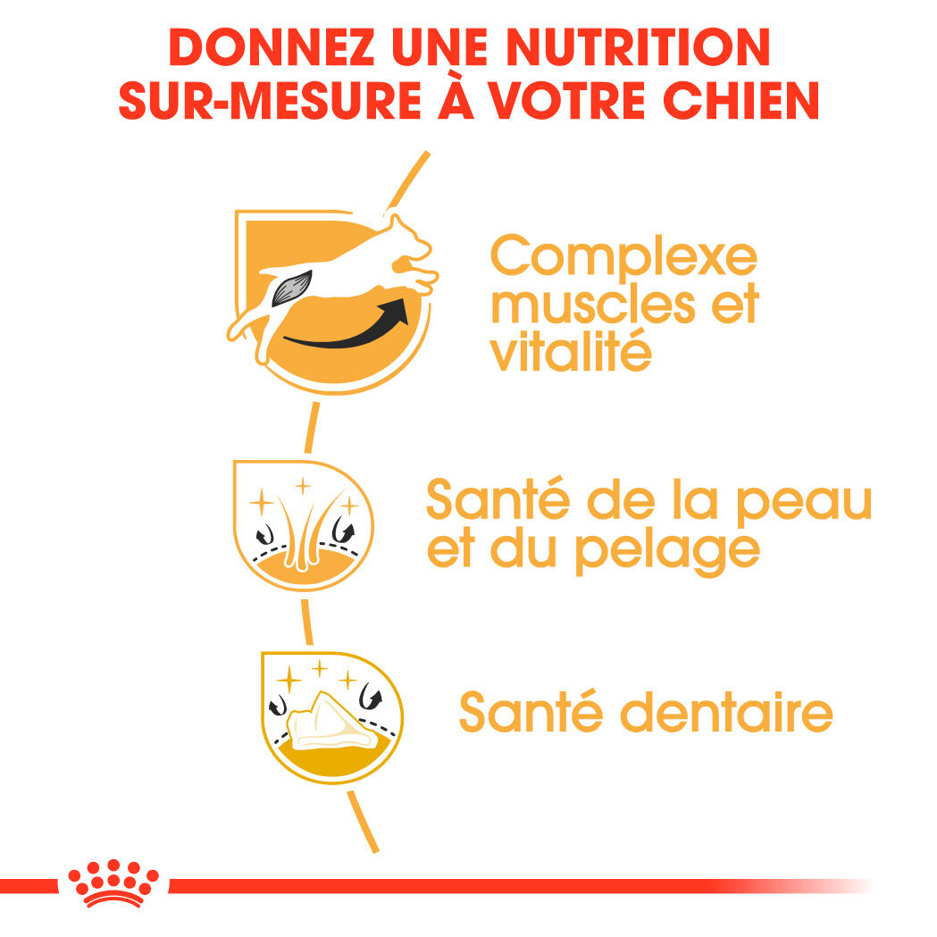 Jack Russell Terrier Adult